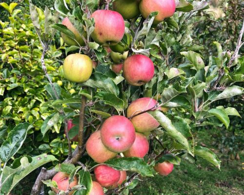 sassafras-tasmania-red-apples-1.jpg